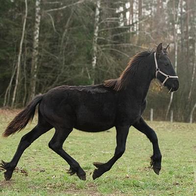 czarny koń poruszający się po zielonej trawie za nim widać las